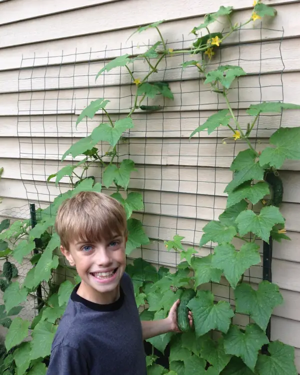 Tyler picking cucumbers when he was younger from the cucumber screen