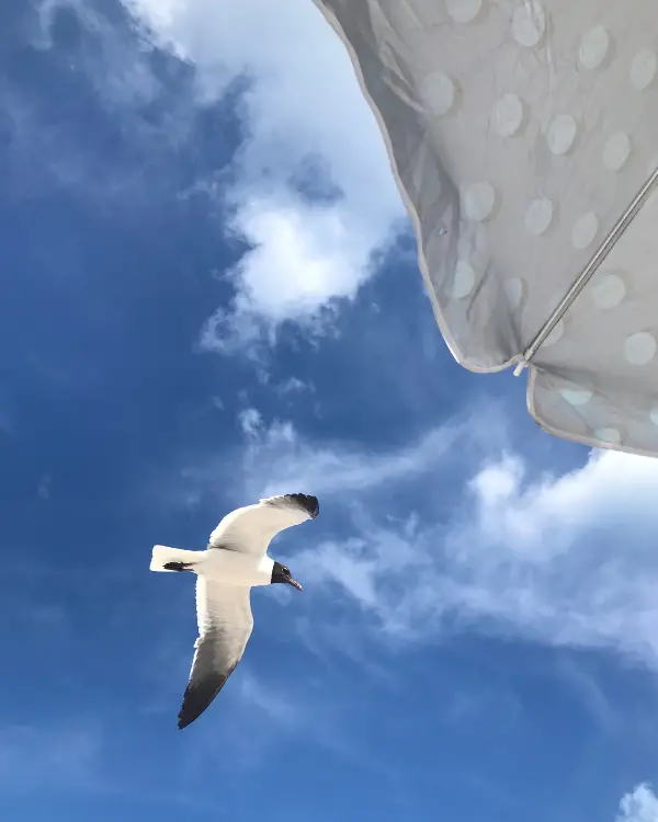 A seagull flying over an umbrella,